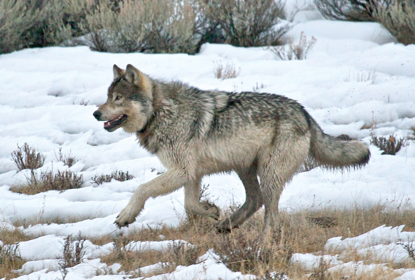 Yellowstone Winter Wonderland Safari With Wildlife Expeditions Of Teton ...